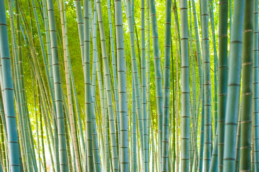 Bamboo